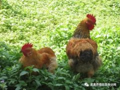 夏季高溫解暑抗應(yīng)激解決腸道菌群紊亂??！