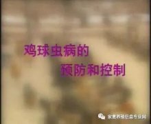 夏季球蟲(chóng)到底該怎么預(yù)防治療？都在這里！