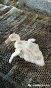 鴨子病毒性漿膜炎大片傷亡！根本治不住都想放