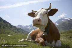 肥牛養(yǎng)殖過程中存在的問題，以及解決的方法。