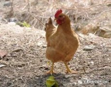 大腸桿菌能引發(fā)哪些疾病？（保存收藏）