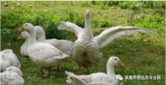 怎么治療鵝痛風(fēng)問題？快進來看看！