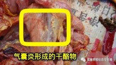 家禽氣囊炎其實不難治，找對方法最重要！