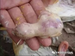 肉雞最頭疼的還是腺肌胃炎，到底該怎么解決？